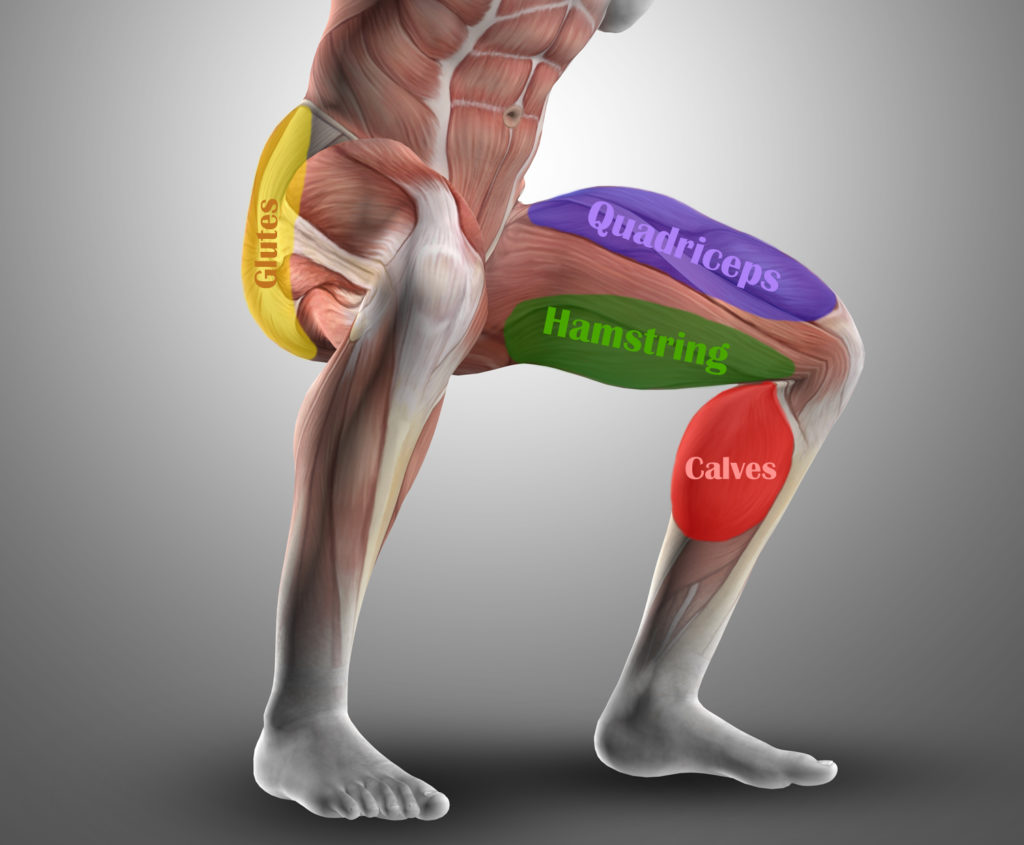 Legs Multi Muscles